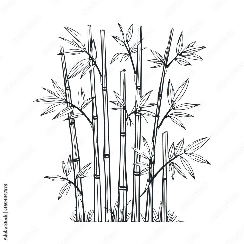 Obraz premium Detailed black and white bamboo illustration with leafy stalks