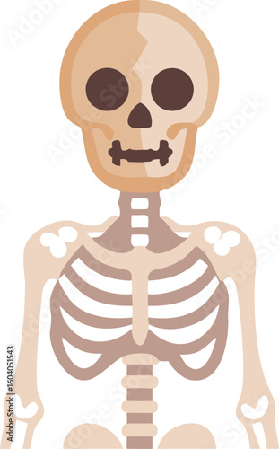 Human skeleton torso and skull anatomy bones