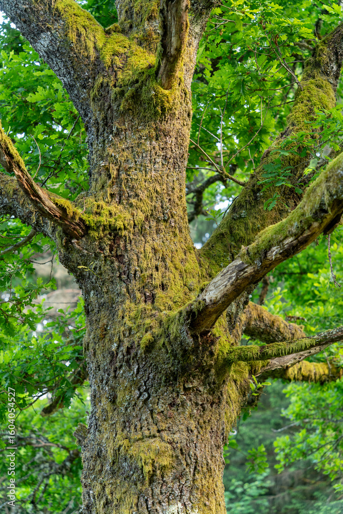 Fototapeta premium Mossy tree trunk
