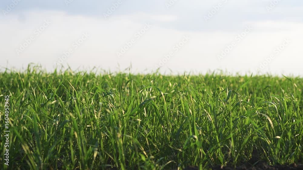 A close up a field of green grass. Green sprouts of wheat in winter. Green sprouts in the lifestyle grass of agriculture. A zoomed-in view of a green grassy field. A close up a field of green grass. Green sprouts of wheat in winter. Green sprouts in the lifestyle grass of agriculture. A zoomed-in view of a green grassy field.