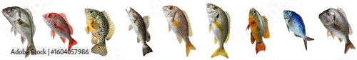 Colorful Assorted Marine Fish Isolated on White Background
