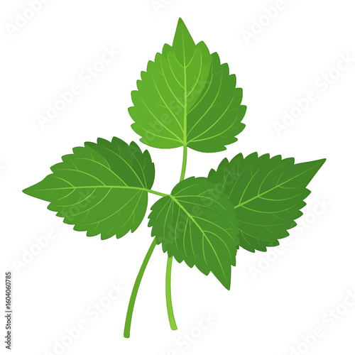 Vibrant green sprig of stinging nettle leaves with detailed veins and serrated edges. Vector illustration.