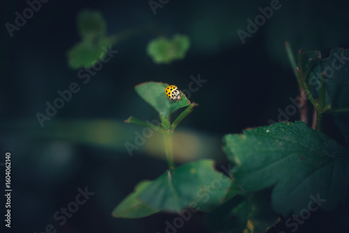 klein , gelb und gepunktet