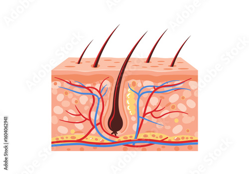 A crosssection of skin shows layers hair follicles blood vessels and oil glands