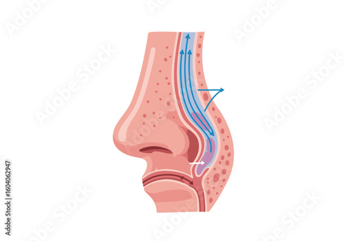 A crosssection of a nose shows air and mucus flow via blue  white arrows within the nasal cavity