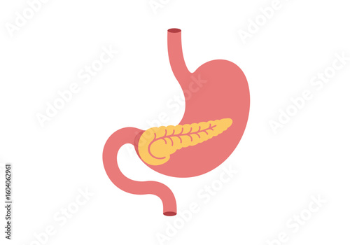 A diagram displays a pink stomach with a yellow pancreas positioned within