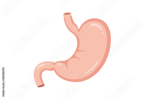 A light pink cartoon stomach with dark pink borders against a white background