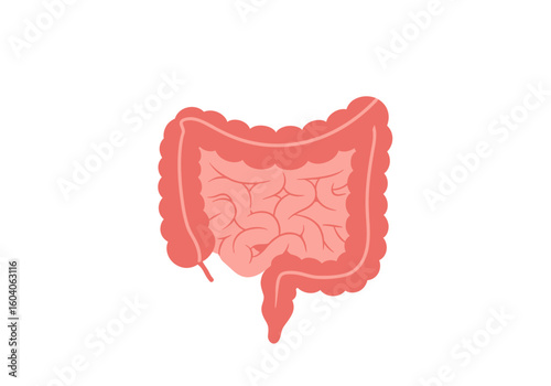 A flat frontal illustration of the colon in pink tones featuring convolutions and a distinctive appendix