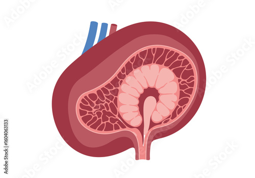 A kidney crosssection showing internal structures like the cortex medulla and pelvis with bluered arteries visible