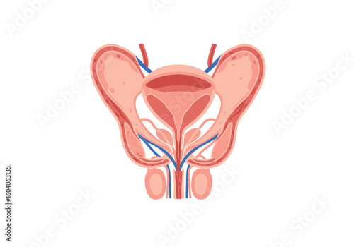 A medical illustration shows a detailed view of the male human reproductive system