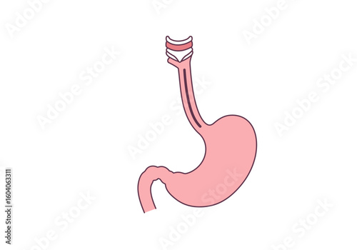 A stylized diagram showing a pink stomach and esophagus against a white background
