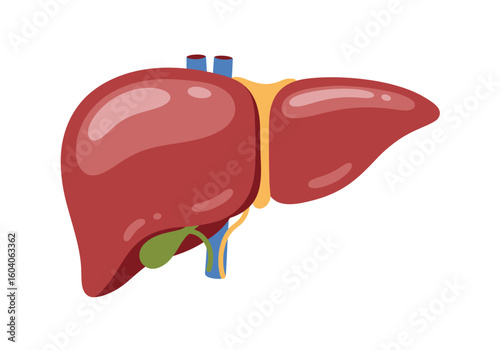 A stylized illustration of a liver featuring a gallbladder and associated ducts in vibrant colors on a white background
