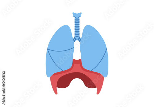 An illustration of the human respiratory system including lungs trachea and diaphragm