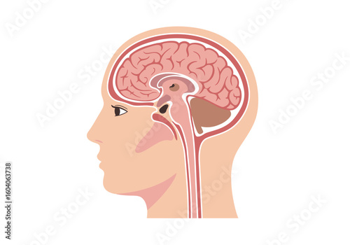 Anatomical diagram of a human head in profile view showcasing the brains crosssection and internal structures