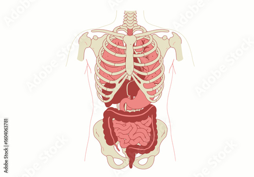 Anatomical drawing showing human torso skeleton and internal organs