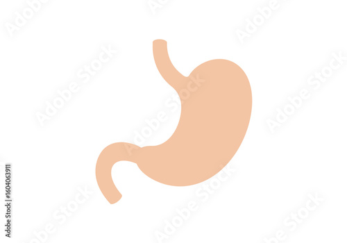Anatomical illustration of a human stomach peach color isolated against a white background