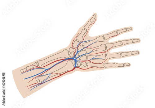Anatomical illustration of a human hand with bones arteries red and veins blue depicted against a white backdrop