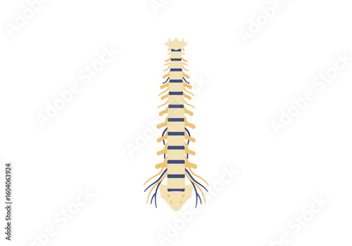 Anatomical illustration of a spine with vertebrae nerves and spinal cord