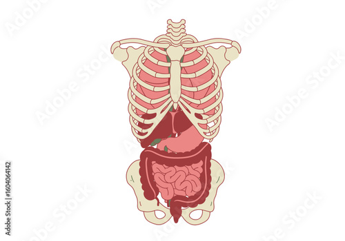 Anatomical illustration rib cage lungs liver stomach intestines and pelvic bone