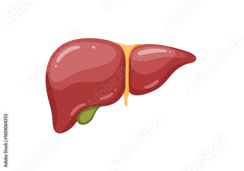 Cartoon illustration of a liver with two lobes and a gallbladder simplified design