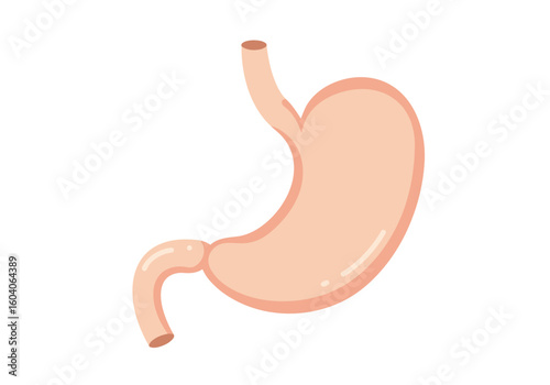 Cartoon stomach illustration with an esophagus and duodenum on a white background