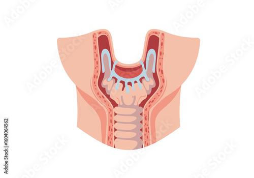 Cutaway neck anatomy with throat trachea  blood vessels shown