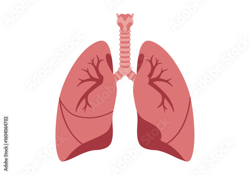 Diagram of the lungs and trachea rendered in simplified anatomical fashion with a muted pink color palette