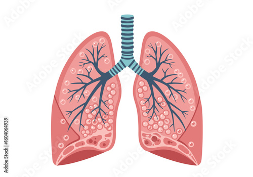 Human lungs illustration with trachea branching tubes and alveoli stylized in pinks and blues