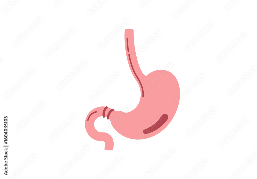 Illustration of a light pink human stomach with dark pink accents on a white background Illustration of a light pink human stomach with dark pink accents on a white background