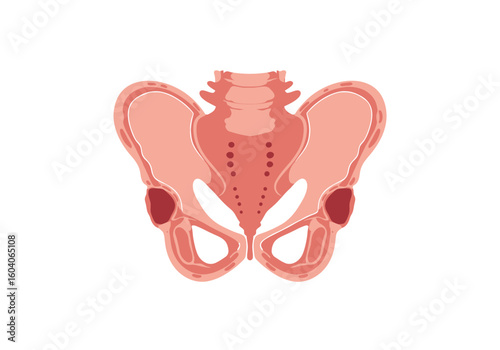 Illustration of a human pelvic bone structure in pink and red
