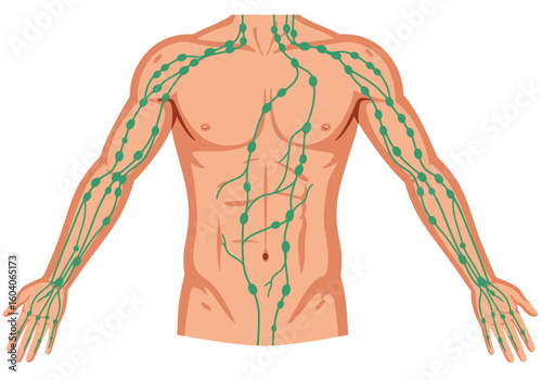 Illustration of human lymphatic system arm torso and lymph nodes