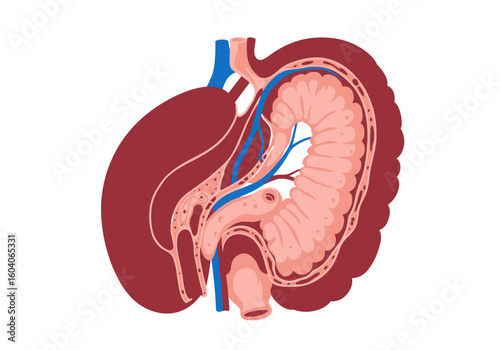 Kidney section showing internal anatomy medulla cortex pelvis ureter veins arteries