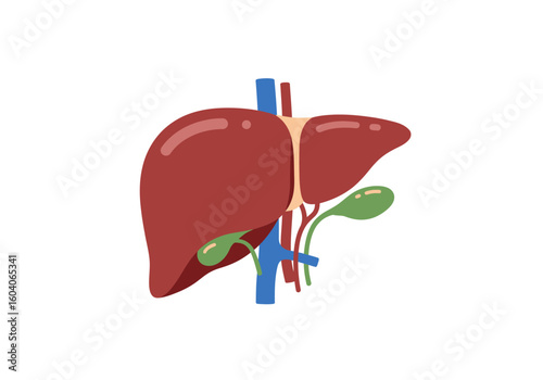 Liver illustration two lobes green gallbladders  veins