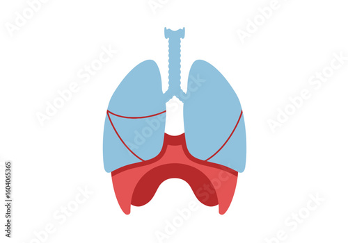 Lungs and trachea with diaphragm below simplified medical illustration