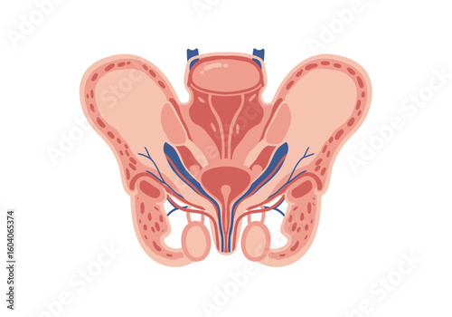 Male pelvis anatomy illustration with red and blue veins