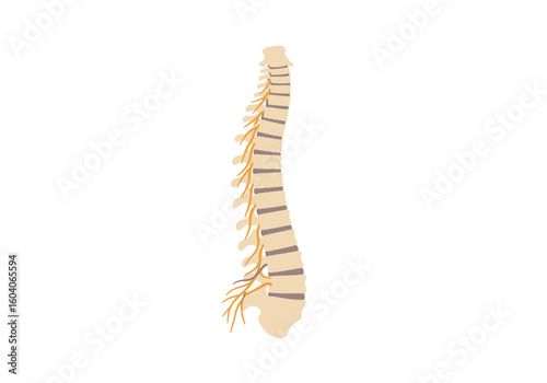 Side view of a spinal column with nerves in cream beige and tan colors against a plain white background