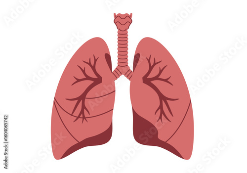 Two red lungs flank a trachea in an anatomical illustration