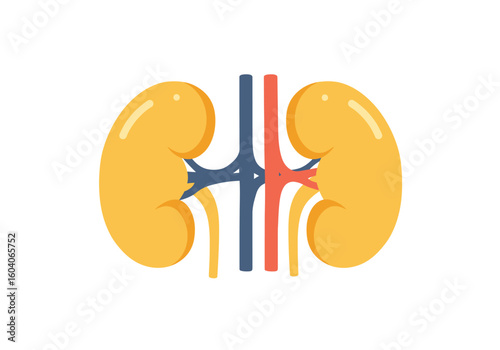 Two kidney illustrations yellow with a blue and red vascular system isolated on white