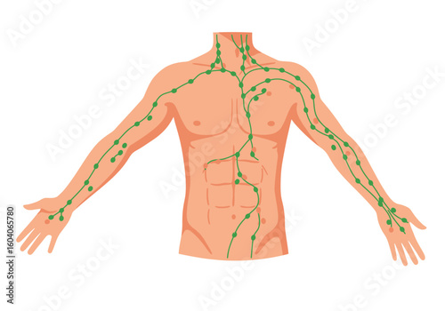 Upper body illustration with visible green lymphatic system on a human figure