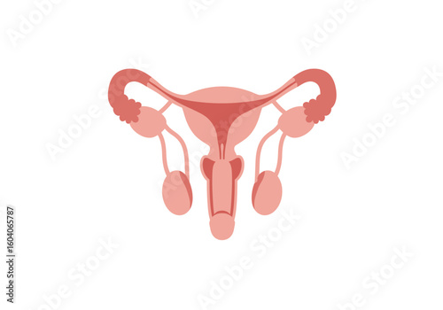 Uterus and reproductive system illustration showing ovaries fallopian tubes vagina and cervix in light red on a white background