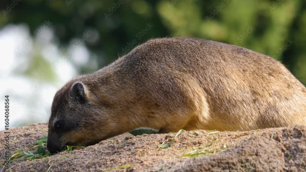 Close up of a Rock hyraxes moving around a rock and looking for some food on. sunny day Close up of a Rock hyraxes moving around a rock and looking for some food on. sunny day