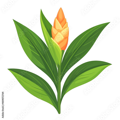 Vibrant tropical ginger plant illustration with a cone-shaped orange flower and lush green foliage.