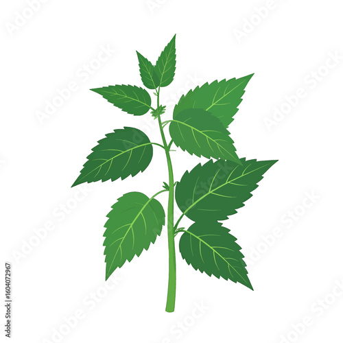 Vibrant green stinging nettle plant illustration with pointed, serrated leaves and a central stalk.
