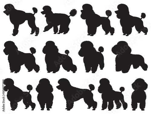 TOY POODLE SILHOUETTE