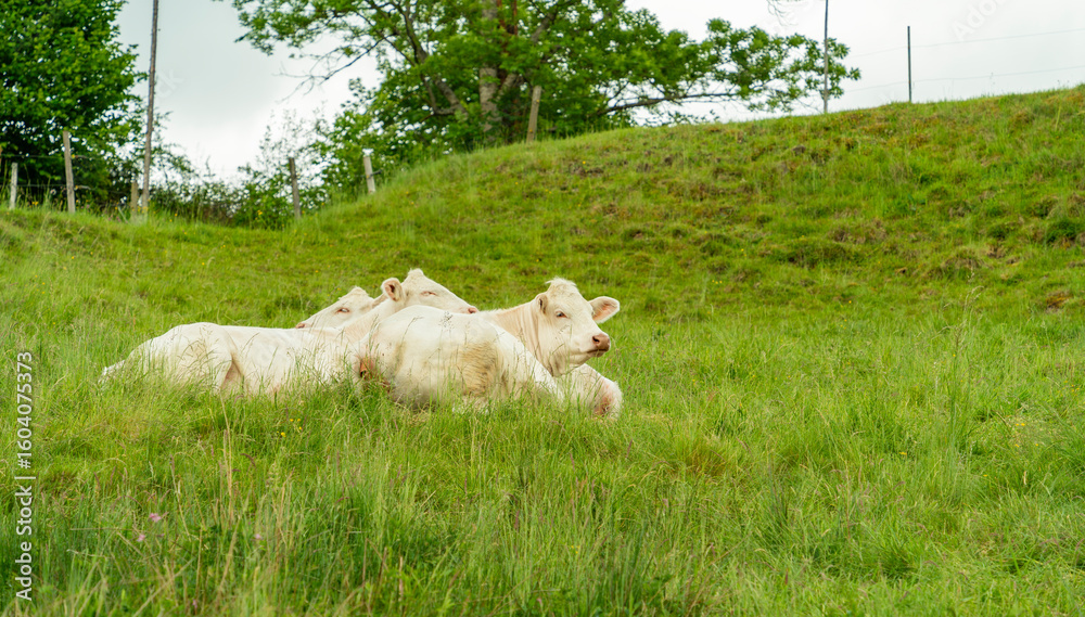 Obraz premium White cows on a meadow