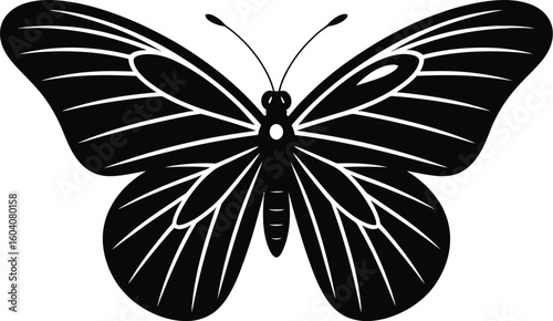 Black butterfly with detailed wings insect white