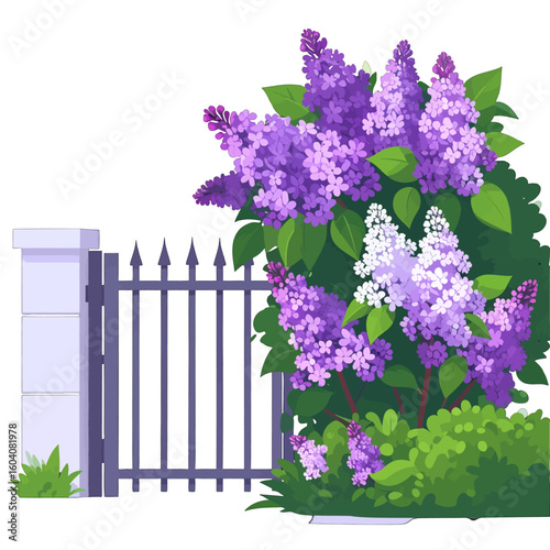 A vibrant lilac bush with purple and white blossoms growing beside a dark metal garden fence and pillar.