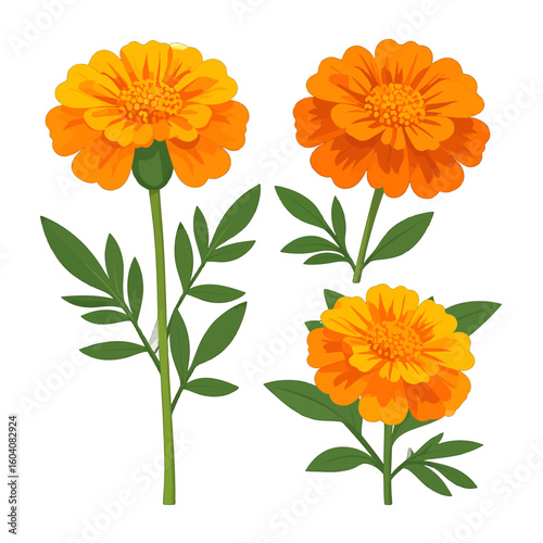Vibrant orange marigold flower set with detailed petals and green leaves, vector style illustration.