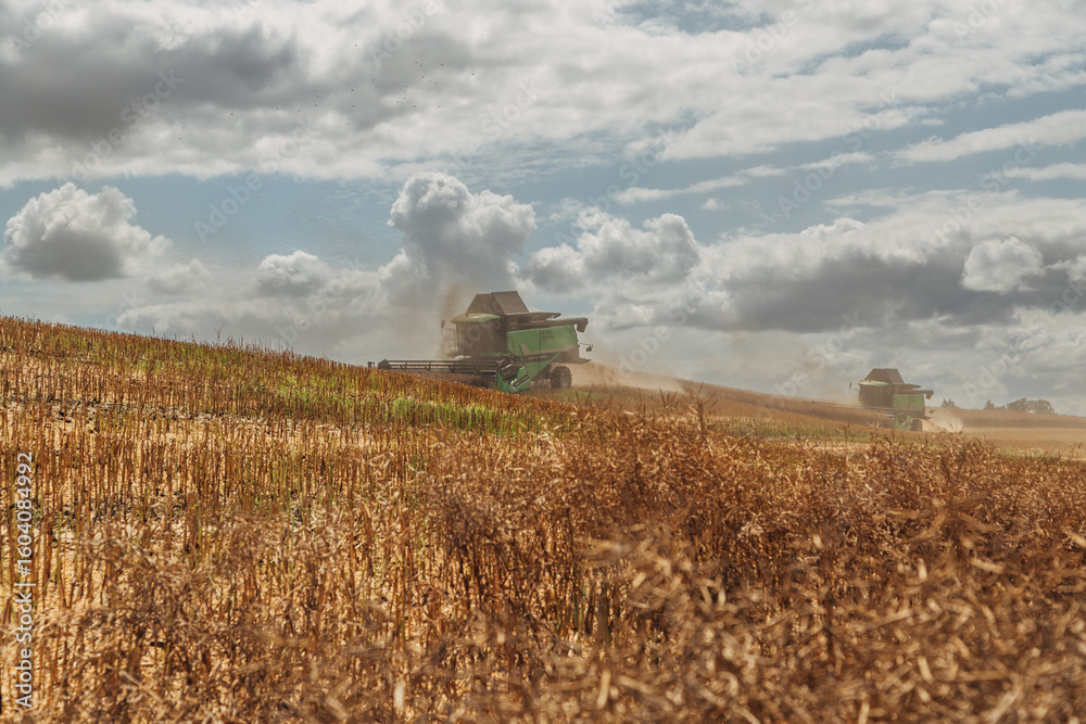 Fototapeta premium Rapeseed Brassica napus, ripe dry rapeseed in the field. Rapeseed stems before harvesting.