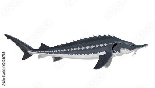 Side view of a sturgeon
